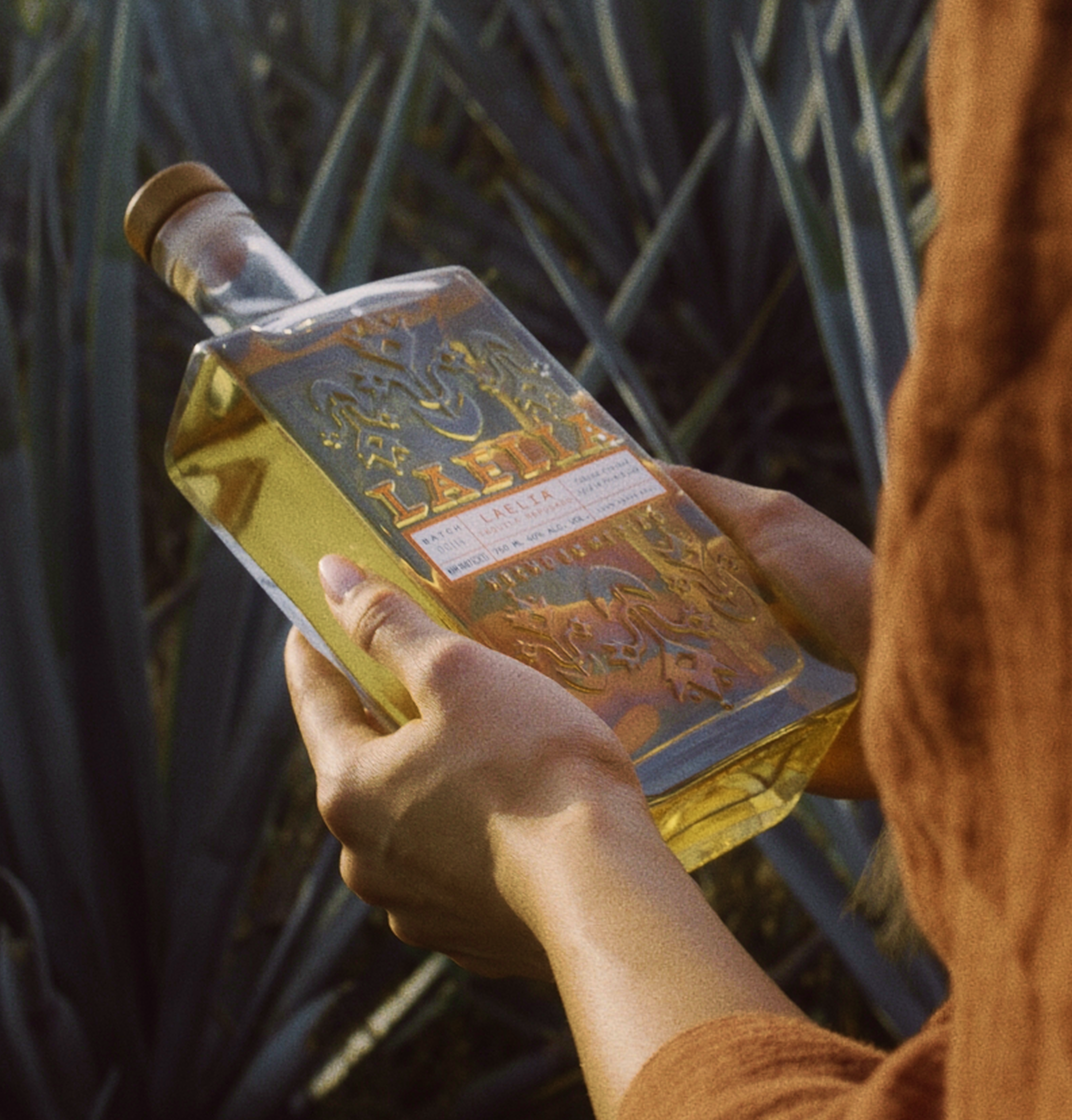 Person holding a bottle of tequila in an agave field.