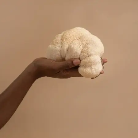 A hand holding a large, white edible mushroom against a plain background.