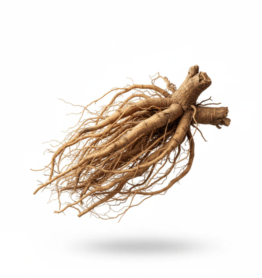 A whole ginseng root with its complex root system, floating against a white background.