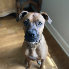 Brown dog sitting on a wooden floor, looking up.