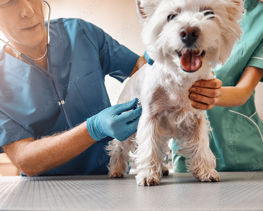 Veterinarian examining a small white dog on a table.