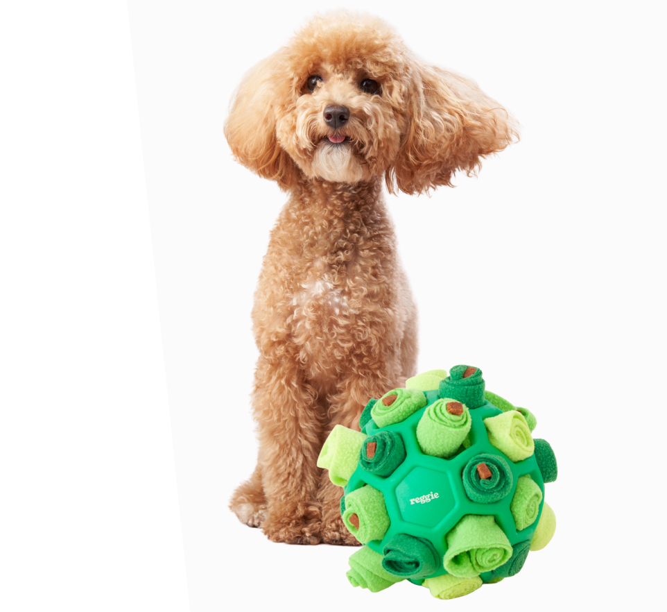 A light brown poodle sits on a white background behind a green puzzle ball dog toy.