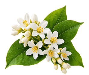 A cluster of small white flowers with yellow centers and green leaves, on a transparent background.