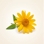 Arnica Montana