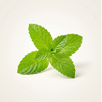 Menthol