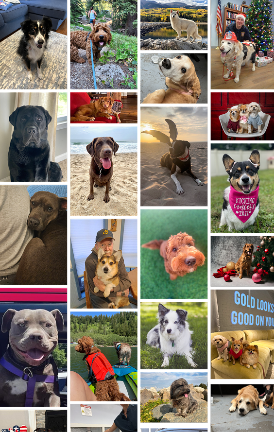 A photo collage featuring twenty different pictures of various dogs in different settings.