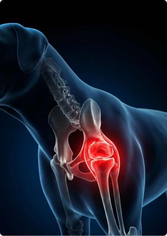 A medical illustration of a dog's skeleton, with the hip joint highlighted in red to show inflammation.