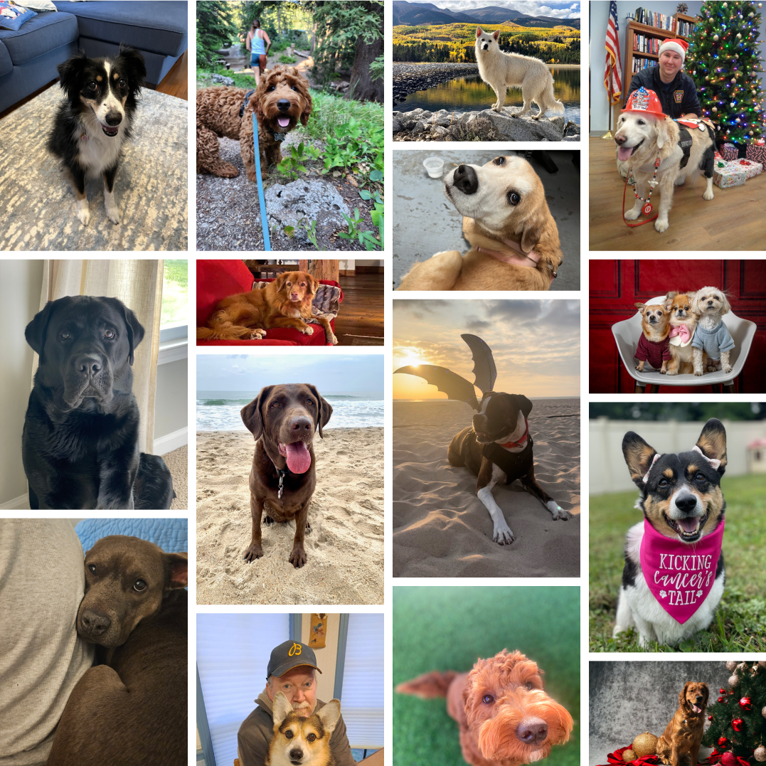 A collage of sixteen photos, each featuring one or more dogs in different settings.
