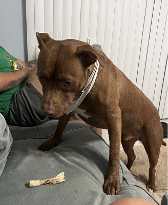 A brown dog with a white bandana stands on its hind legs, looking down at a bone on a couch.