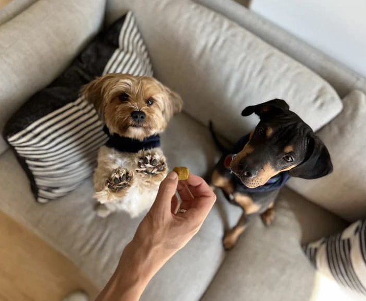 A person's hand holds a treat for two small dogs sitting on a gray couch, looking up expectantly.