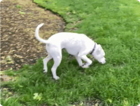 A small white dog with its nose to the ground, sniffing a patch of green grass.