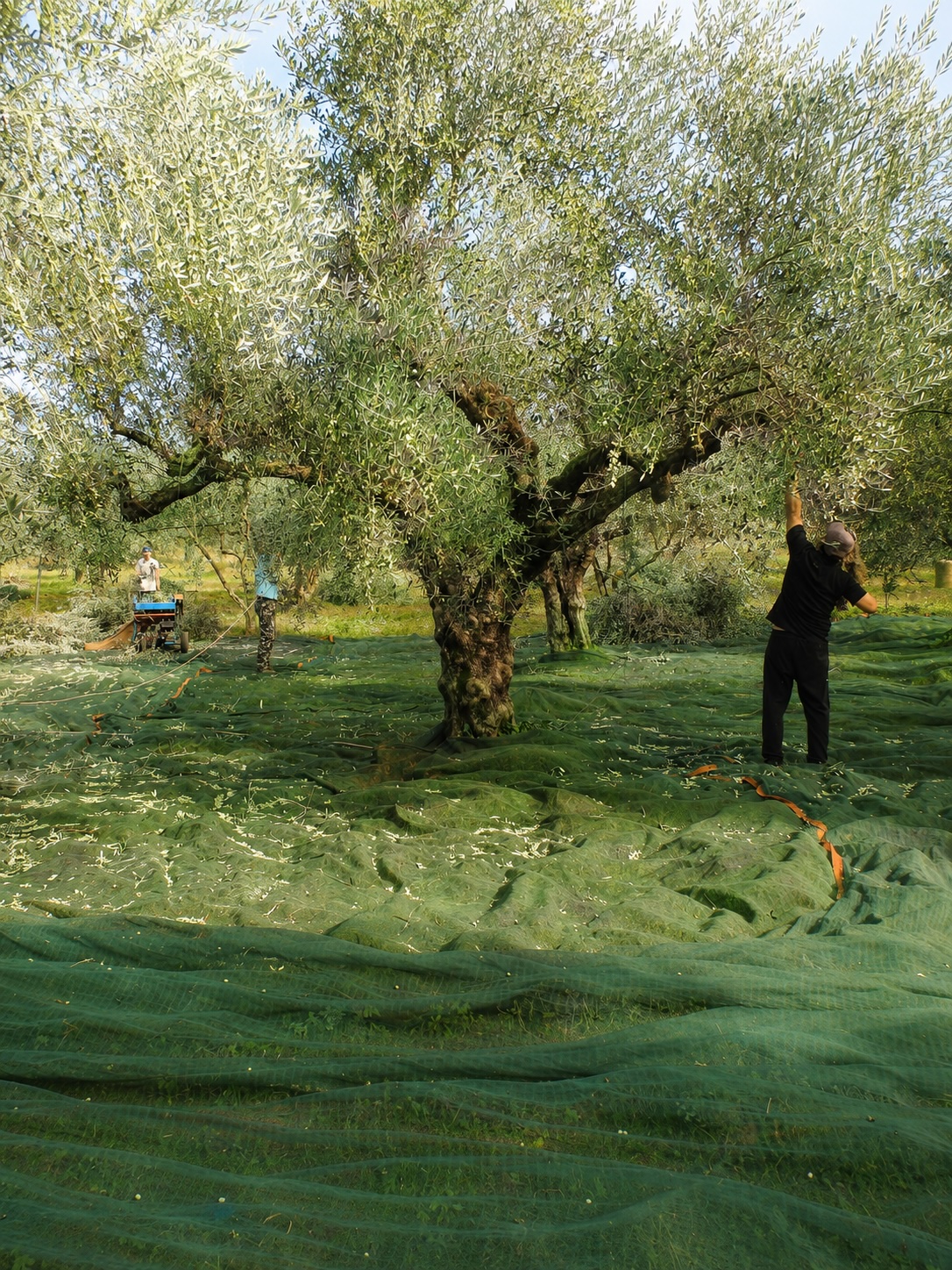 People harvest olives from a large tree, collecting them in green nets spread across the ground.