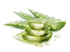 Freshly cut aloe vera leaves, glistening with gel and water droplets, stacked on a white background.