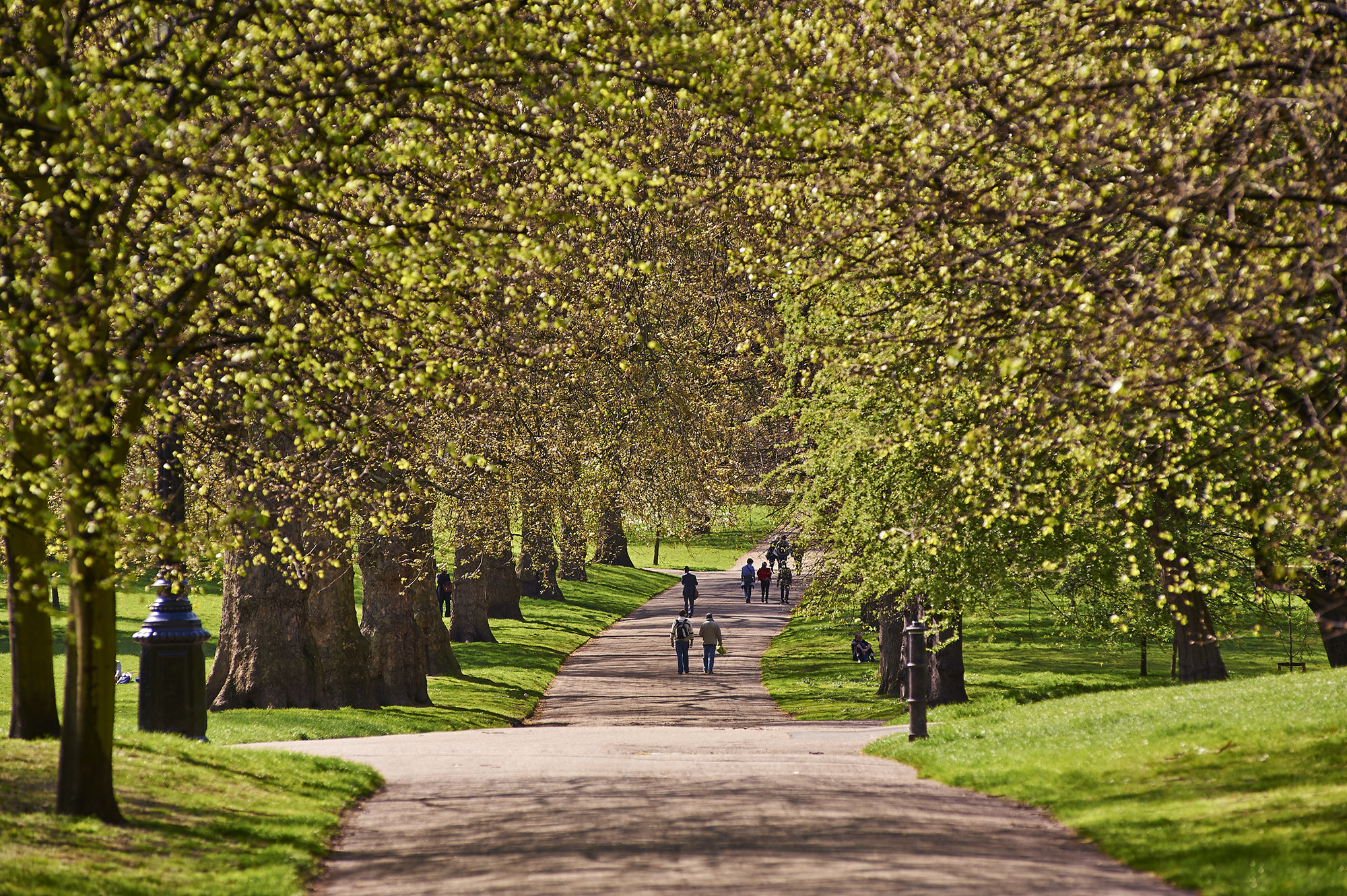 A sunny view down a paved path in a park, lined with large, leafy trees and people walking.