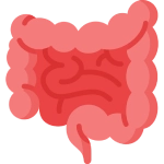 Your Gut