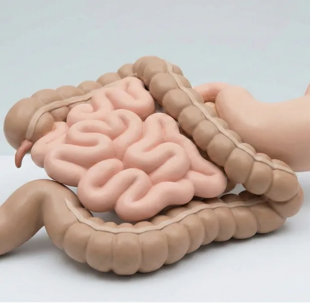 A plastic anatomical model of the human small and large intestines against a plain background.