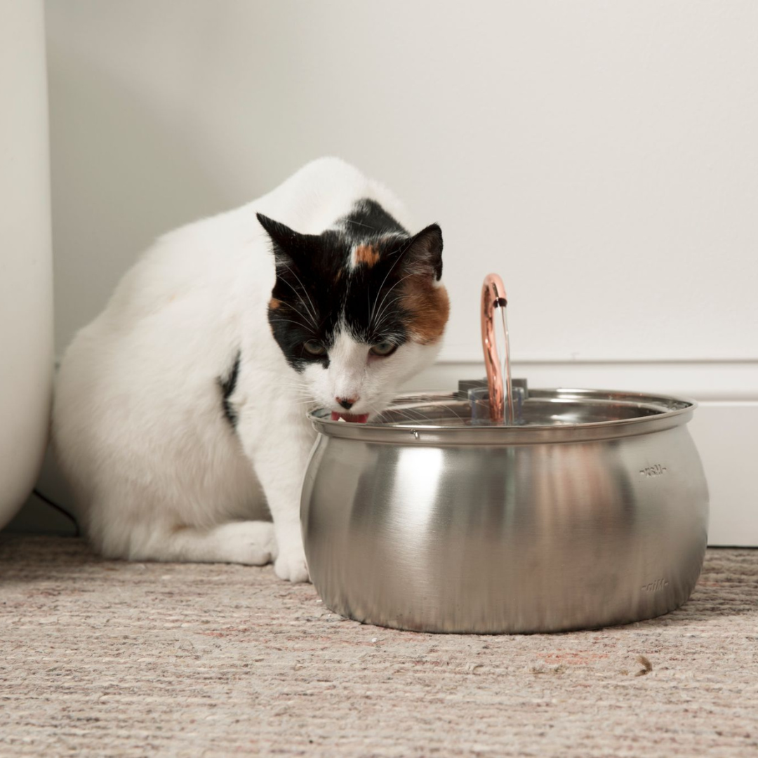 A calico cat with white, black, and orange fur drinks from a stainless steel water fountain.