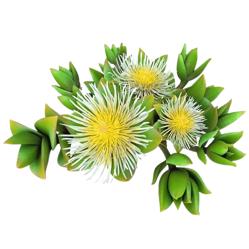 A cluster of white and yellow spiky flowers with green leaves against a black background.