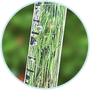 A close-up of a rain gauge with green grass and water droplets inside, set in a circular frame.