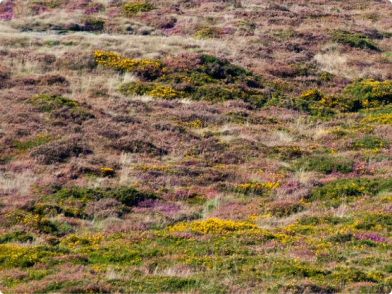 A hillside covered with a dense mix of purple heather, yellow gorse flowers, and dry grass.