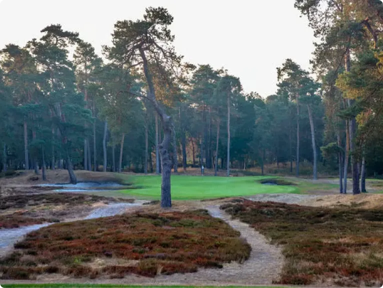 A golf course green is set within a sandy clearing surrounded by a tall pine forest.