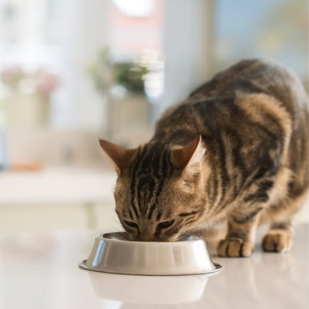 Image of cat food packaging with illustrated ingredients: chicken, pumpkin, apple, carrot, and flaxseed.