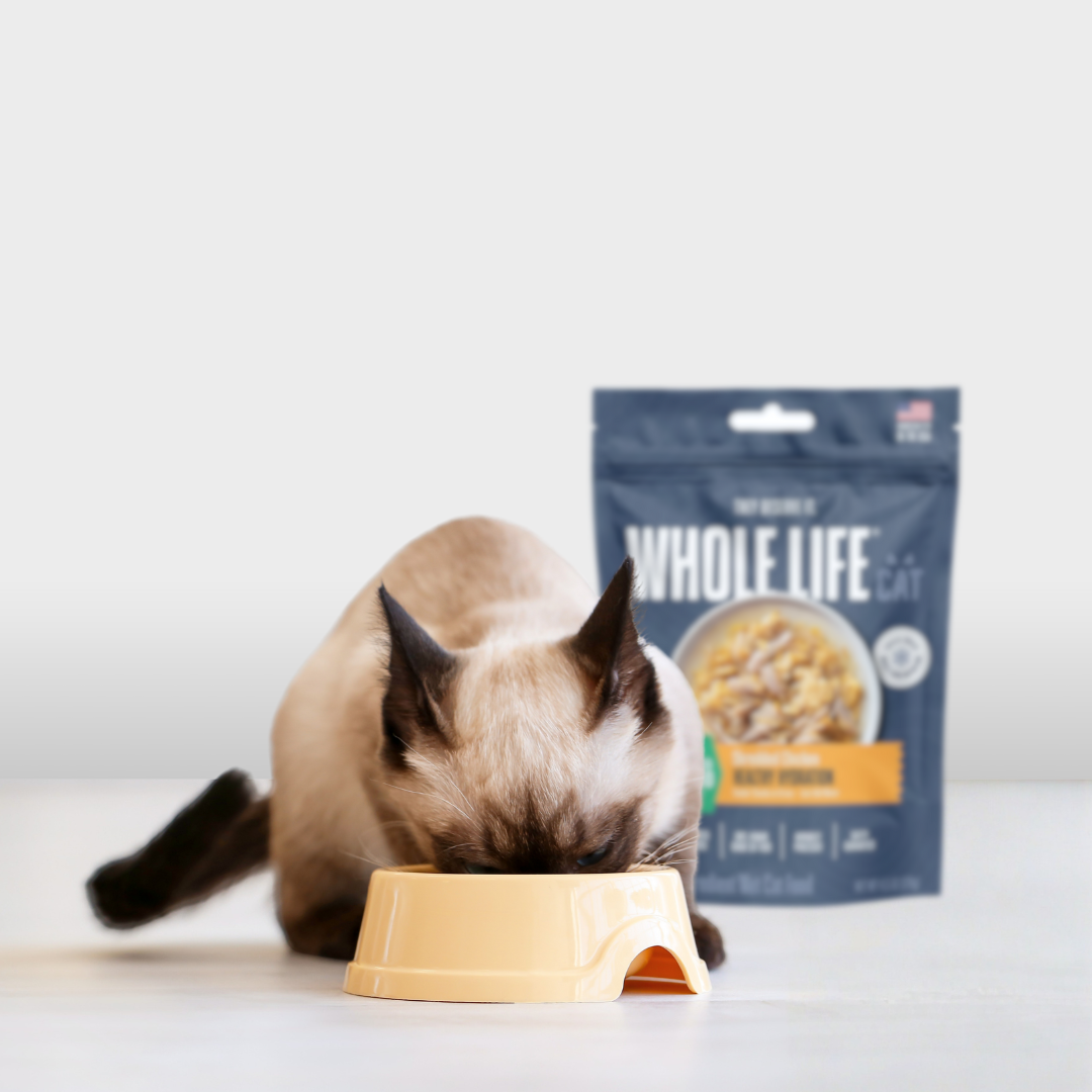 A Siamese cat eats from a yellow bowl with a pouch of cat food in the background.