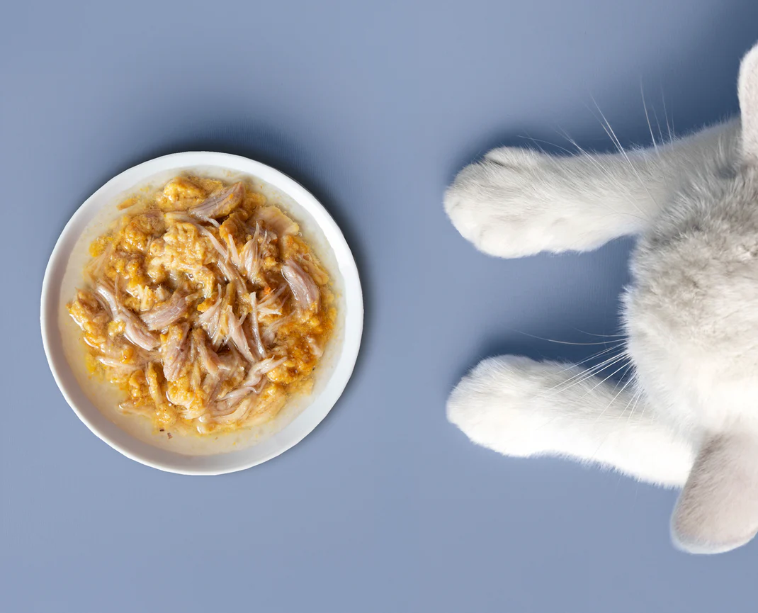 White cat beside a plate of shredded meat on a gray surface.