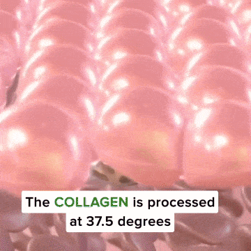 Animated pink bubbles with text: 'The COLLAGEN is processed at 37.5 degrees.'