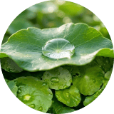 Centella Asiatica & Beta-Sitosterol
