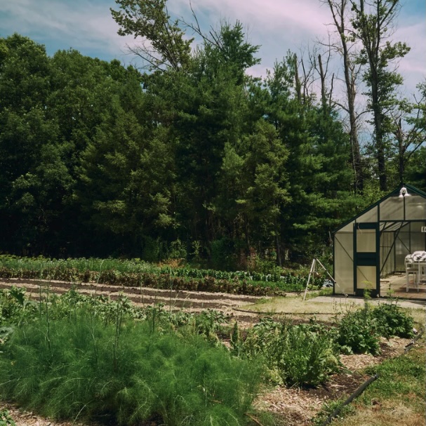 A vegetable garden with neat rows of plants and a small greenhouse set against a line of trees.