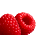 Close-up of two fresh raspberries on a white background.