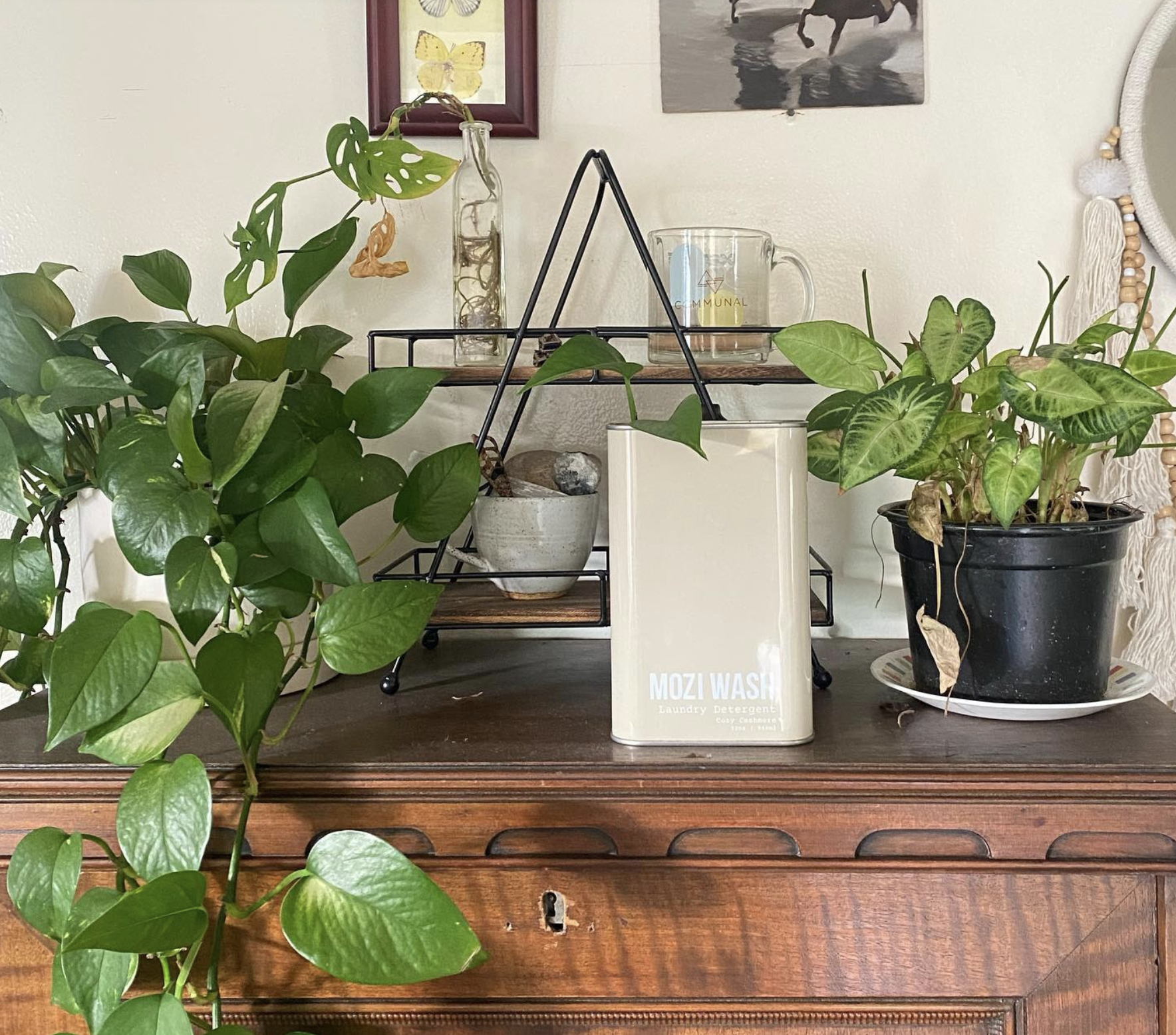 Indoor plants and decorative rack on a wooden surface.