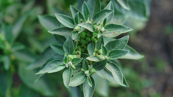 Close-up of a leafy plant with green leaves and small buds.