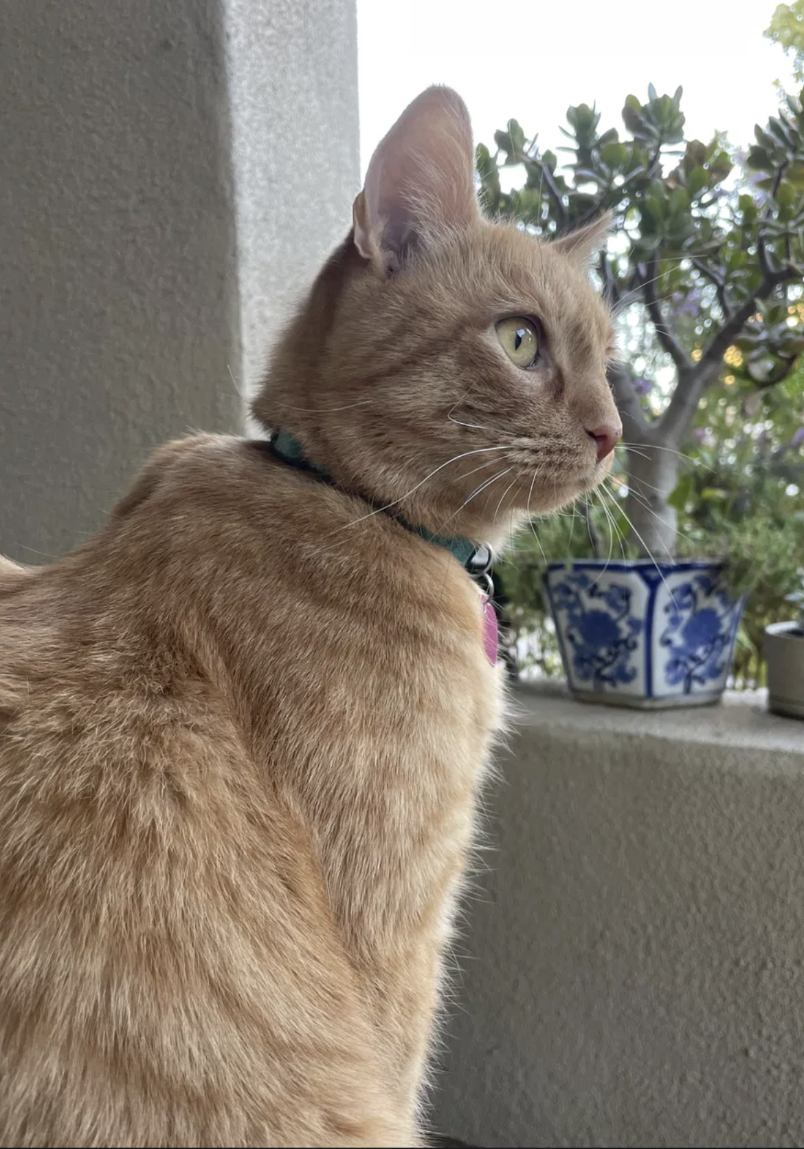 An orange tabby cat in profile with a collar, looking to the right from a balcony.