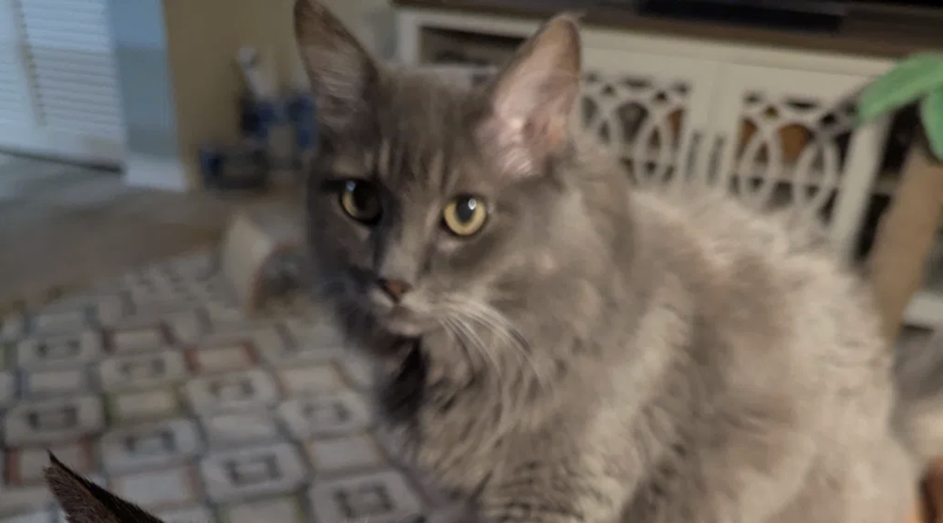 A close-up shot of a fluffy, long-haired gray cat with golden eyes looking towards the camera.