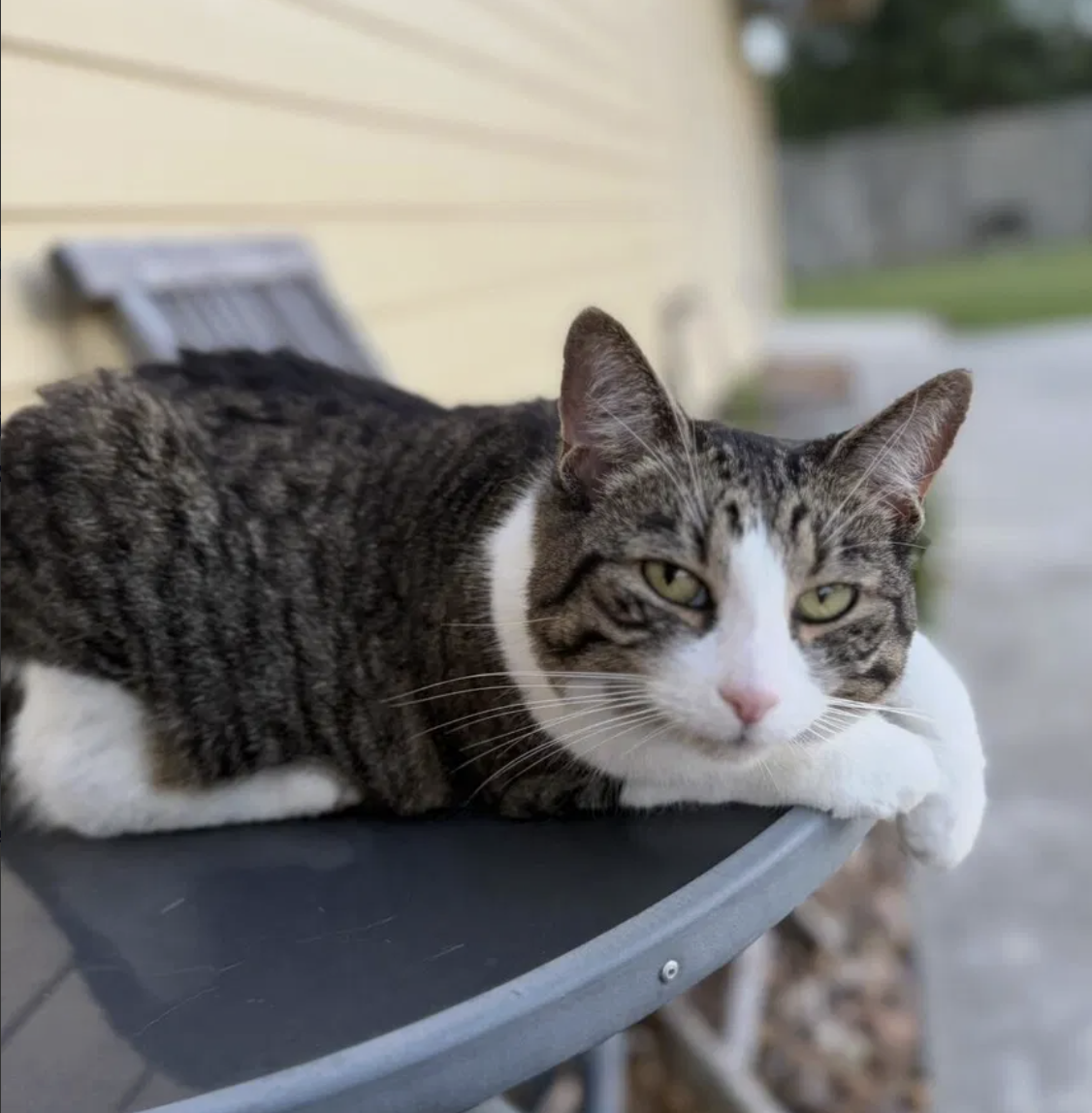 A tabby and white cat with green eyes lies on a dark table outdoors, looking at the camera.