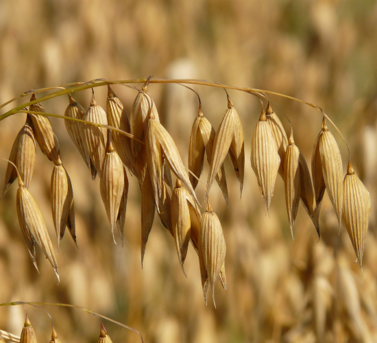 Close-up of ripe oat grains on a stalk in a field.