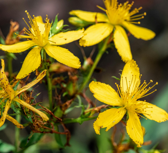 Close-up of yellow flowers with green leaves and brown stems.
