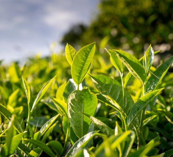Close-up of vibrant green tea leaves in sunlight.