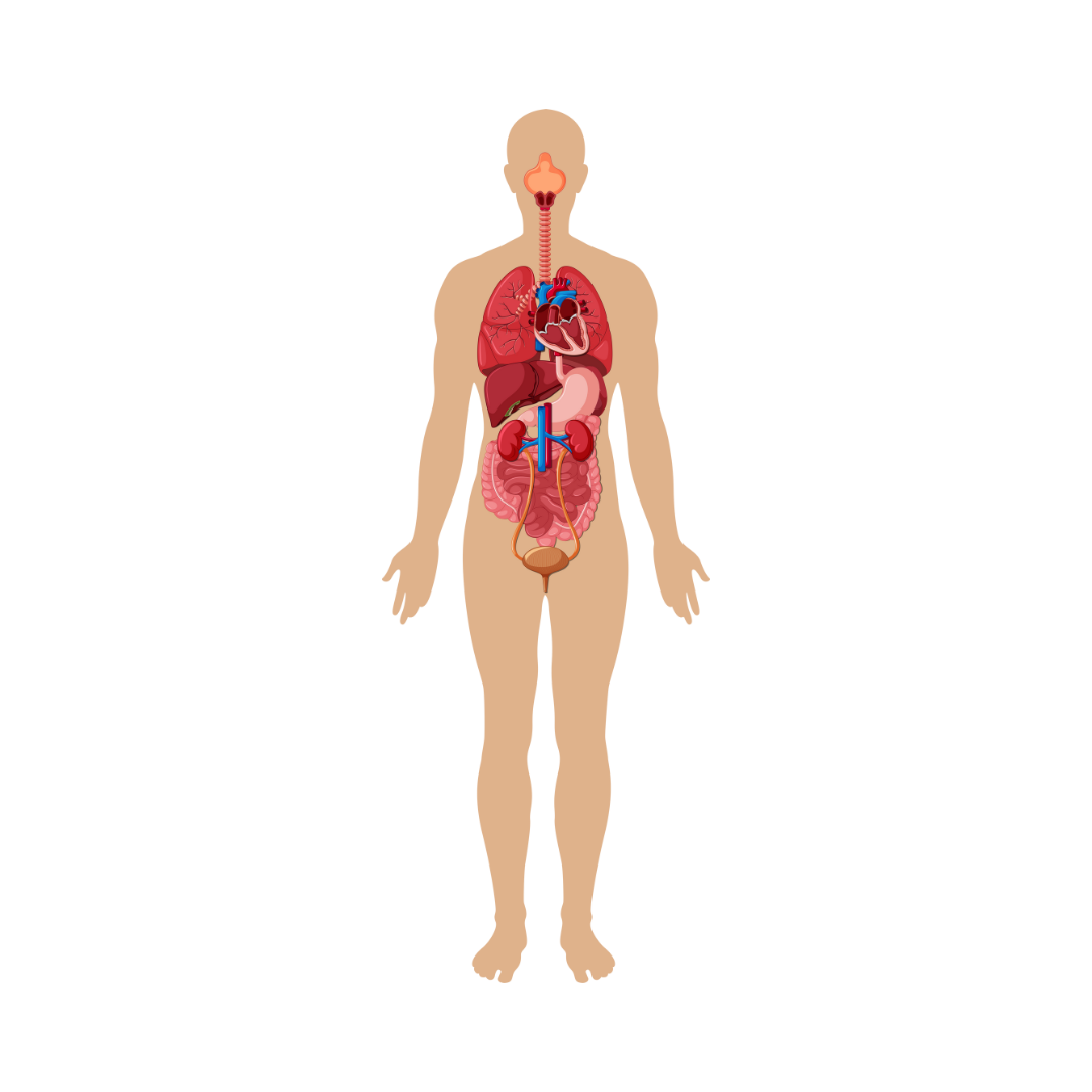 Illustration of human body with internal organs visible.
