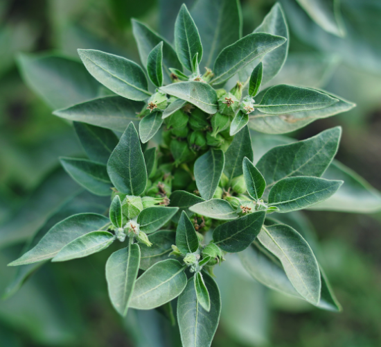 Close-up of a green plant with pointed leaves.