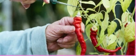 BIOPERINE Black Pepper Extract (patented)