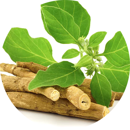 Green leaves and brown roots displayed on a white background.