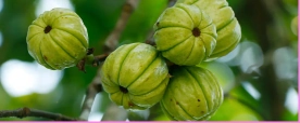 Garcinia Extract