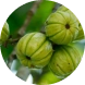 50mg garcinia