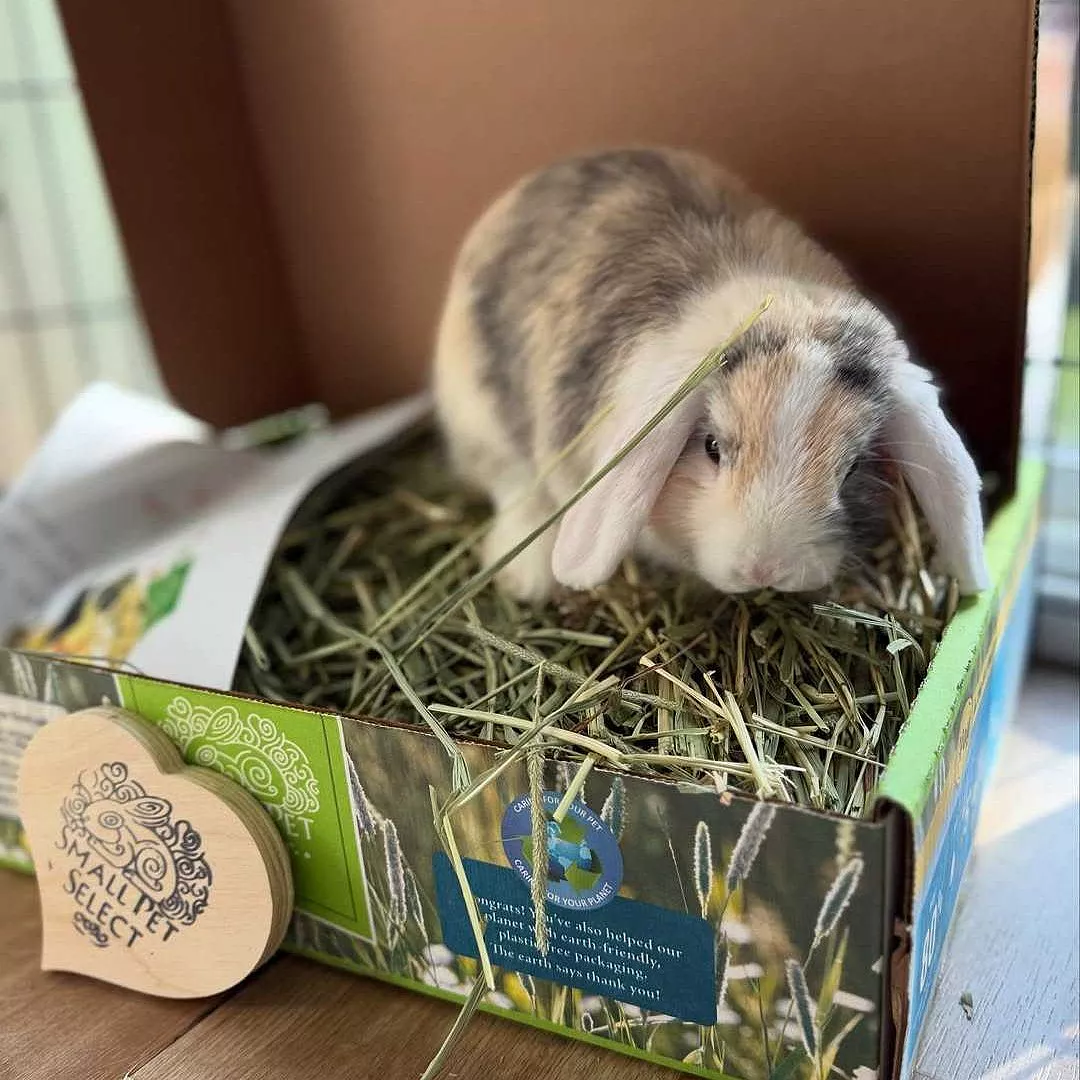 White rabbit sitting in a cardboard box labeled 'Small Pet Select.'
