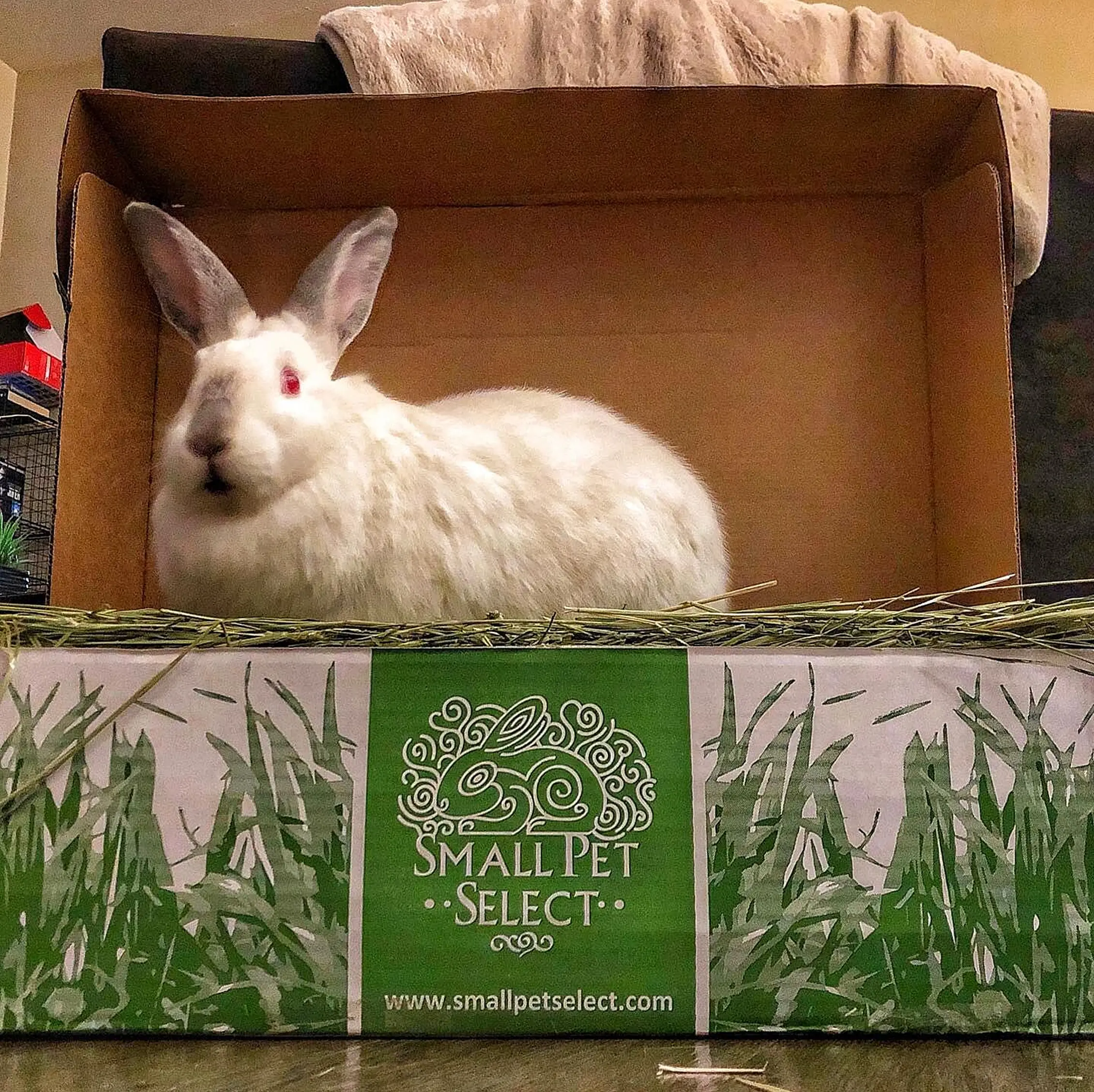 White rabbit sitting in a cardboard box labeled 'Small Pet Select.'