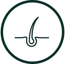 Illustration of a hair follicle within a circular border.
