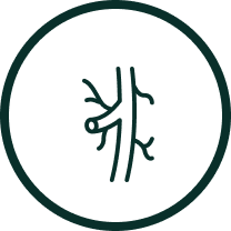 Simple line drawing of a tree branch inside a circle.